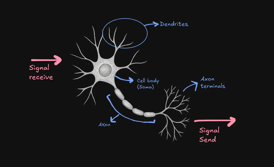 Single Neuron Breakdown